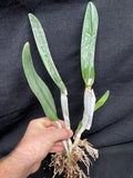 B. digbyana (`Mrs. Chase' AM/AOS x self) Select Species Cattleya Orchid Plant #2