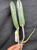 B. digbyana (`Mrs. Chase' AM/AOS x self) Select Species Cattleya Orchid Plant #3