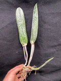 B. digbyana (`Mrs. Chase' AM/AOS x self) Select Species Cattleya Orchid Plant #3