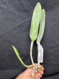 B. digbyana (`Mrs. Chase' AM/AOS x self) Select Species Cattleya Orchid Plant #3