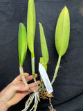 Lc. Supersonic `Striking Lip' BM/JOGA Mericlone Select Cattleya Orchid Plant #1
