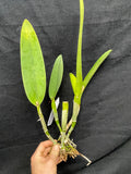Lc. Supersonic `Striking Lip' BM/JOGA Mericlone Select Cattleya Orchid Plant #1