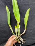 Lc. Supersonic `Striking Lip' BM/JOGA Mericlone Select Cattleya Orchid Plant #1