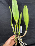 Lc. Supersonic `Striking Lip' BM/JOGA Mericlone Select Cattleya Orchid Plant #1