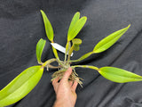 C. lueddemanniana `Jim Elmore' AM/AOS Div #1 Original Division Species Cattleya Orchid Plant