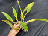 C. lueddemanniana `Jim Elmore' AM/AOS Div #1 Original Division Species Cattleya Orchid Plant