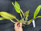 C. lueddemanniana `Jim Elmore' AM/AOS Div #1 Original Division Species Cattleya Orchid Plant