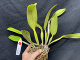 C. lueddemanniana `Jim Elmore' AM/AOS Div #2 Original Division Species Cattleya Orchid Plant