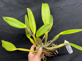 C. lueddemanniana `Jim Elmore' AM/AOS Div #2 Original Division Species Cattleya Orchid Plant