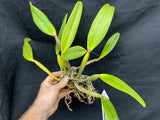 C. lueddemanniana `Jim Elmore' AM/AOS Div #2 Original Division Species Cattleya Orchid Plant