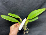 C. lueddemanniana `More Art' HCC/AOS Div #1 Original Division Species Cattleya Orchid Plant