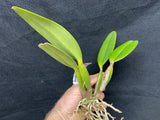 C. lueddemanniana `More Art' HCC/AOS Div #1 Original Division Species Cattleya Orchid Plant