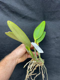 C. lueddemanniana `More Art' HCC/AOS Div #1 Original Division Species Cattleya Orchid Plant