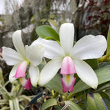 Lc. Canaima's First (L. purpurata carnea x violacea carnea) 2" Pot