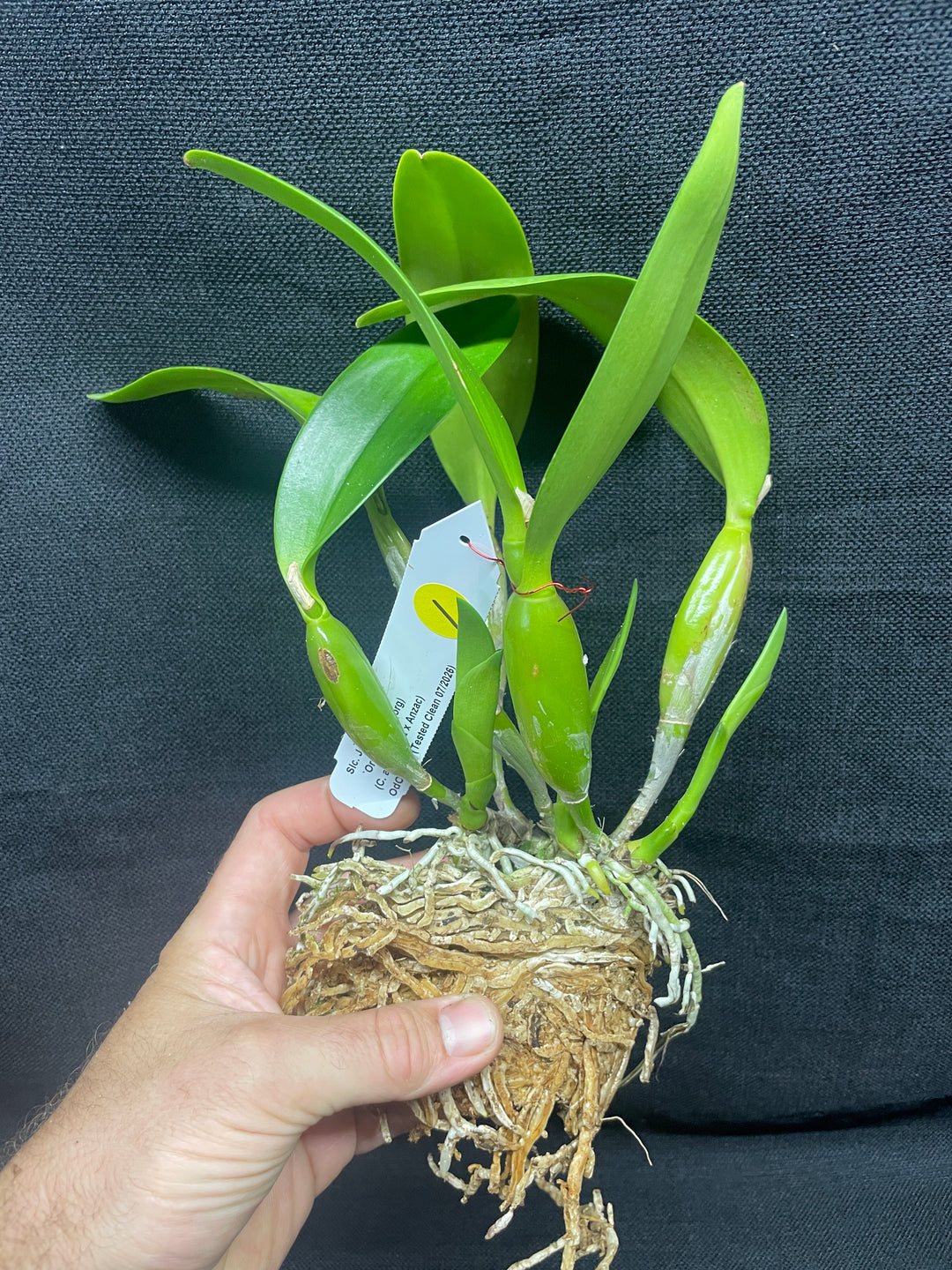 Slc. Jewel Box `Orchidglade&