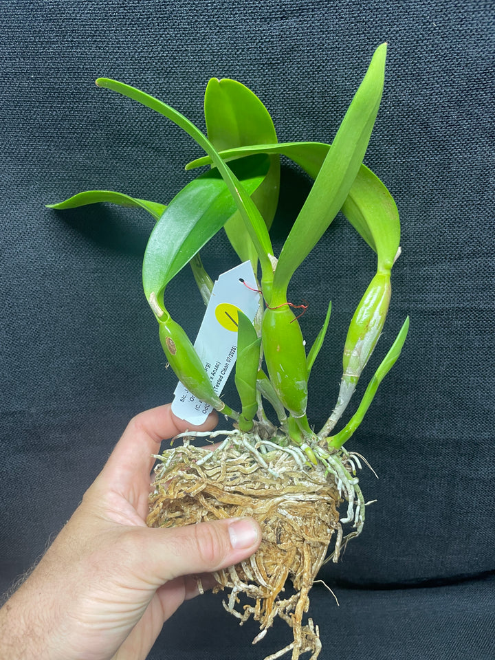 Slc. Jewel Box `Orchidglade&
