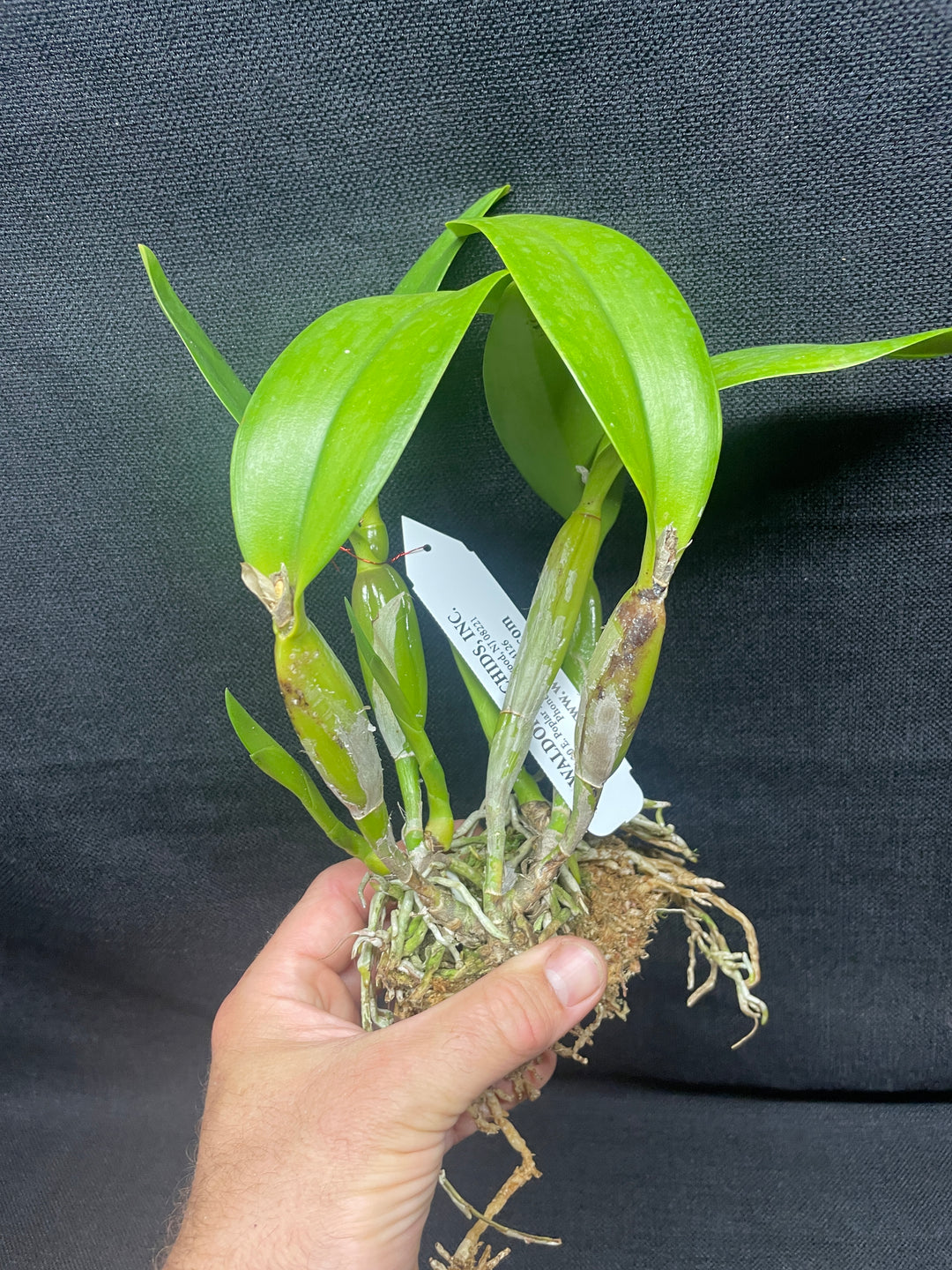 Slc. Jewel Box `Orchidglade&