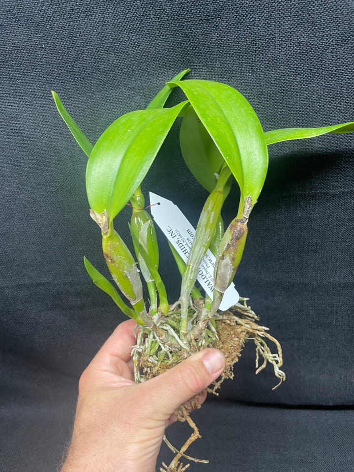 Slc. Jewel Box `Orchidglade&