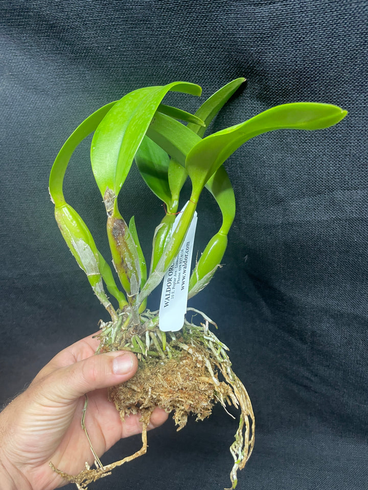 Slc. Jewel Box `Orchidglade&