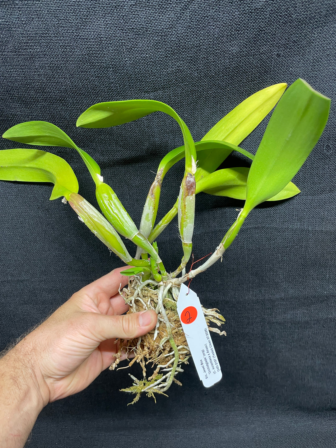 Slc. Jewel Box `Orchidglade&
