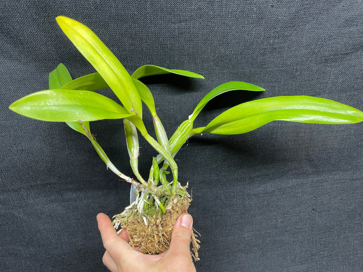 Slc. Jewel Box `Orchidglade&