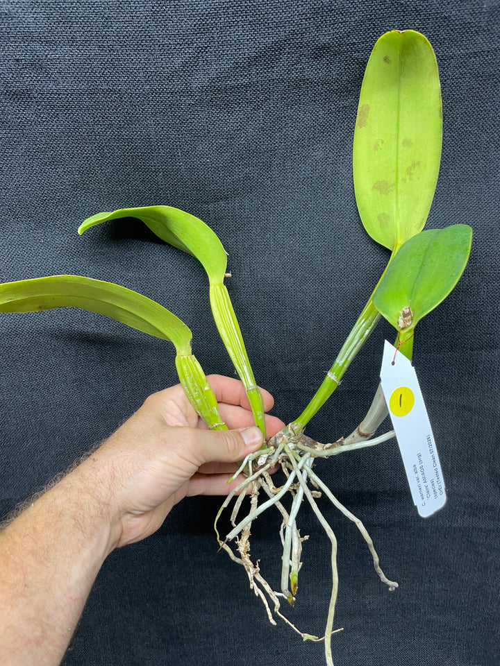 C. warneri var. alba `Claire&