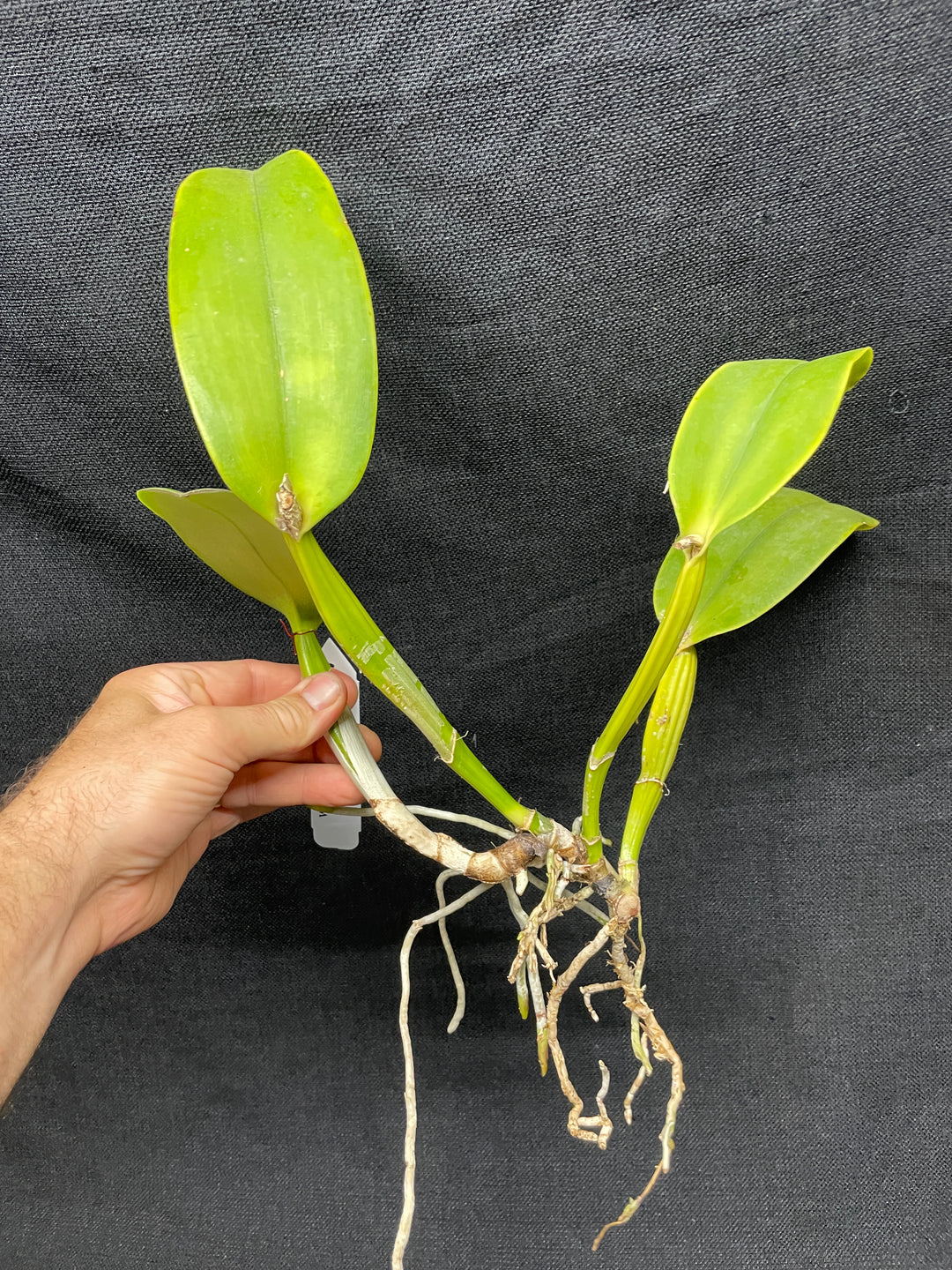 C. warneri var. alba `Claire&