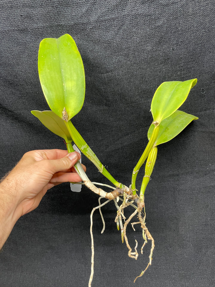 C. warneri var. alba `Claire&