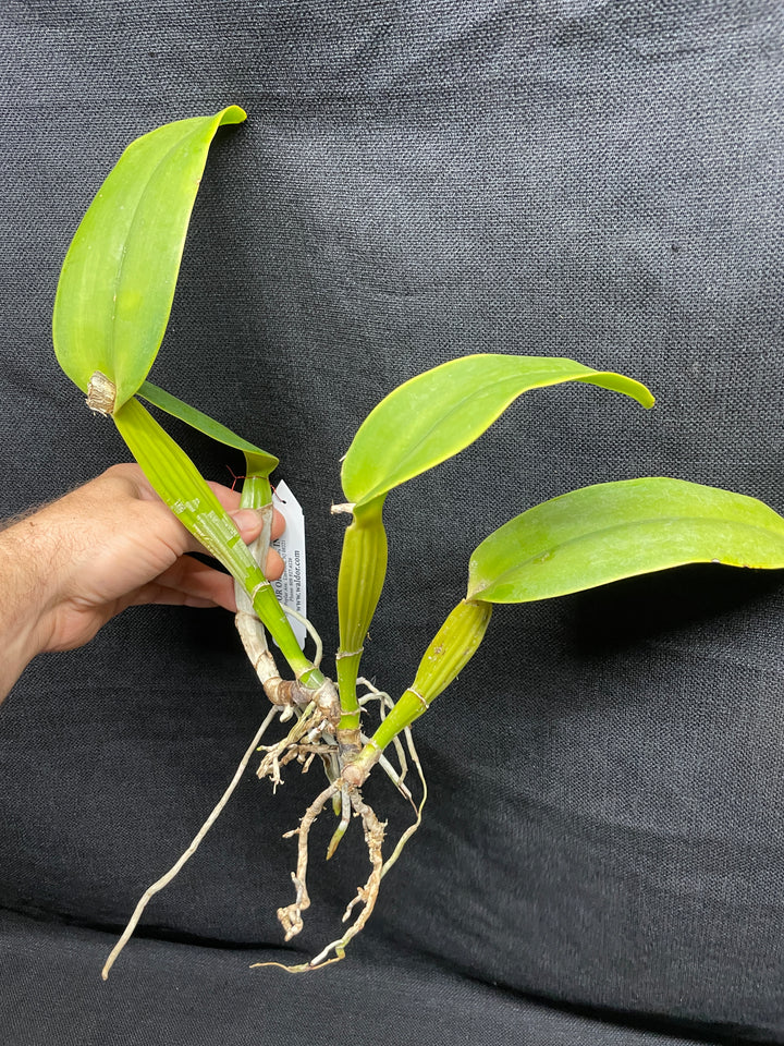 C. warneri var. alba `Claire&