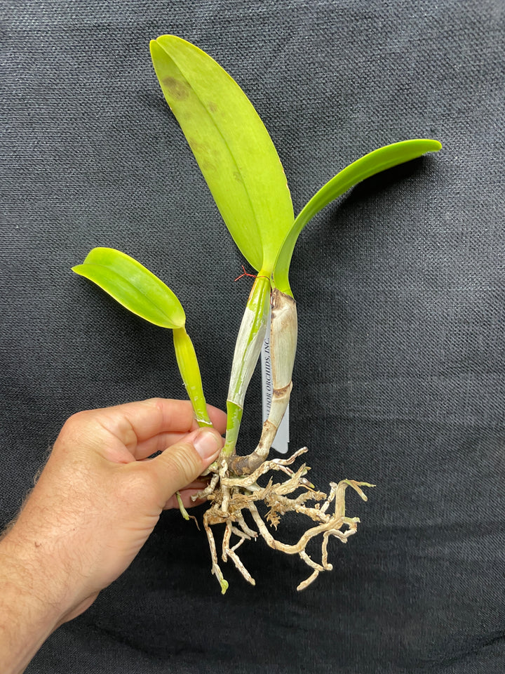 C. warneri var. alba `Claire&