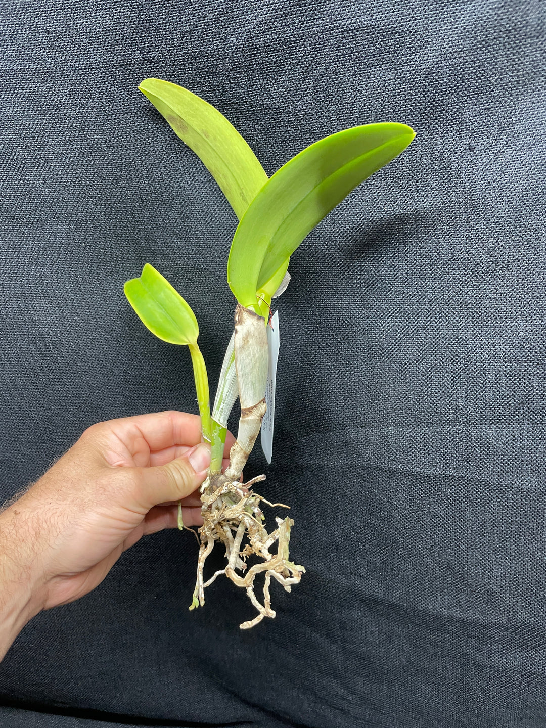 C. warneri var. alba `Claire&