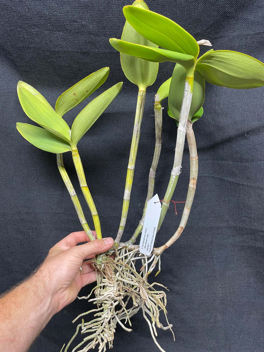 C. harrisoniana trilabello `Shan Nasser&
