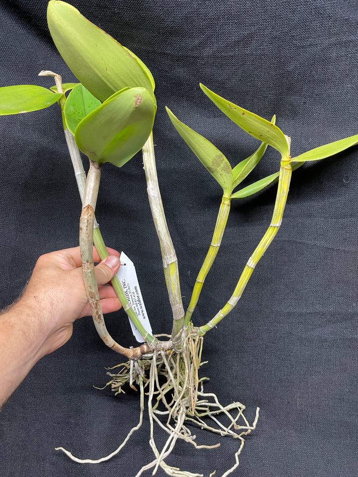C. harrisoniana trilabello `Shan Nasser&
