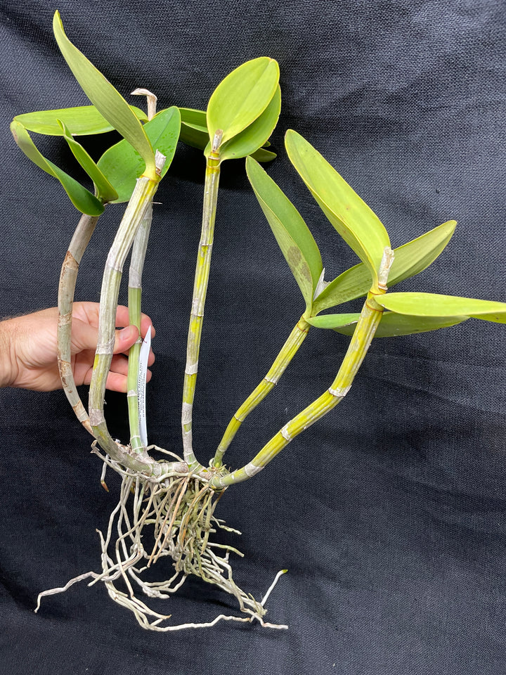 C. harrisoniana trilabello `Shan Nasser&