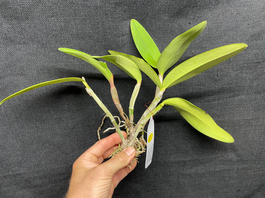C. Heathii `Becky&
