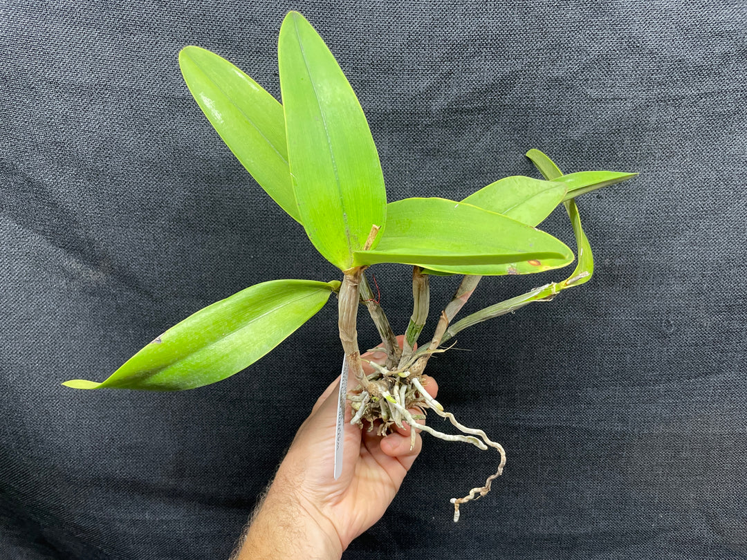 C. Heathii `Becky&