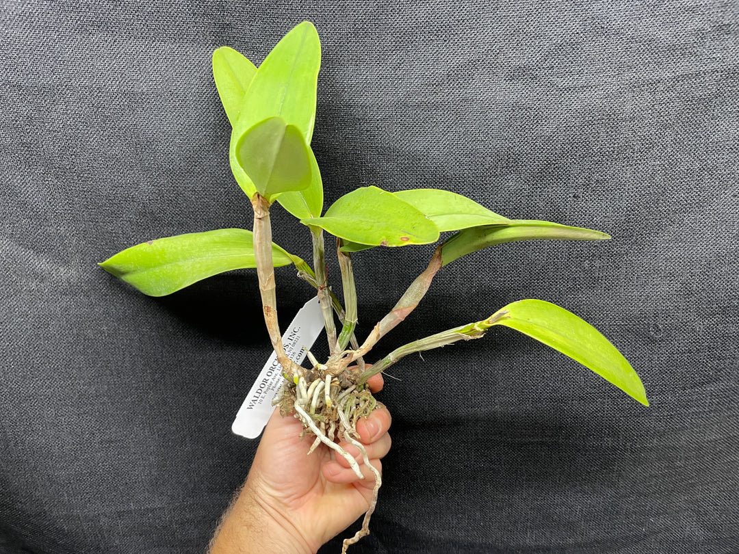 C. Heathii `Becky&