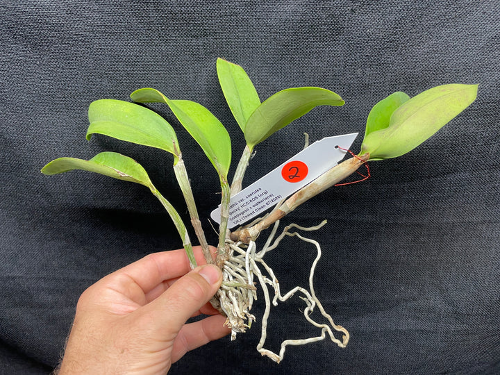 C. Heathii `Becky&