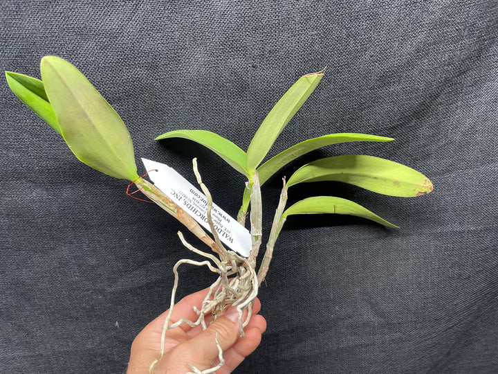 C. Heathii `Becky&