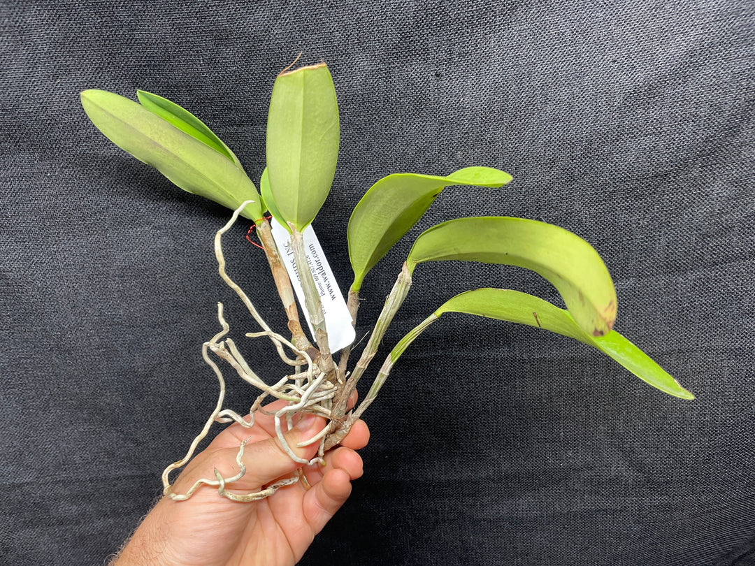 C. Heathii `Becky&