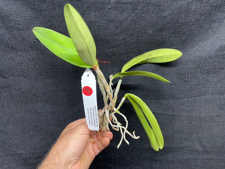 C. Heathii `Becky&