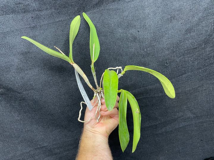 C. Heathii `Becky&