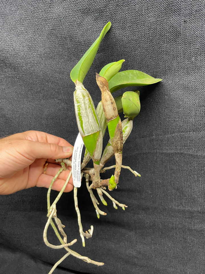 C. walkeriana `Jonny Angel AM/AOS Div 