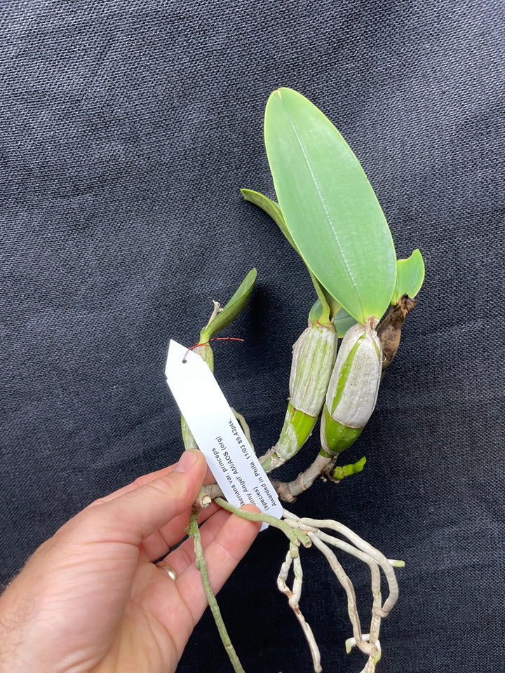 C. walkeriana `Jonny Angel AM/AOS Div 