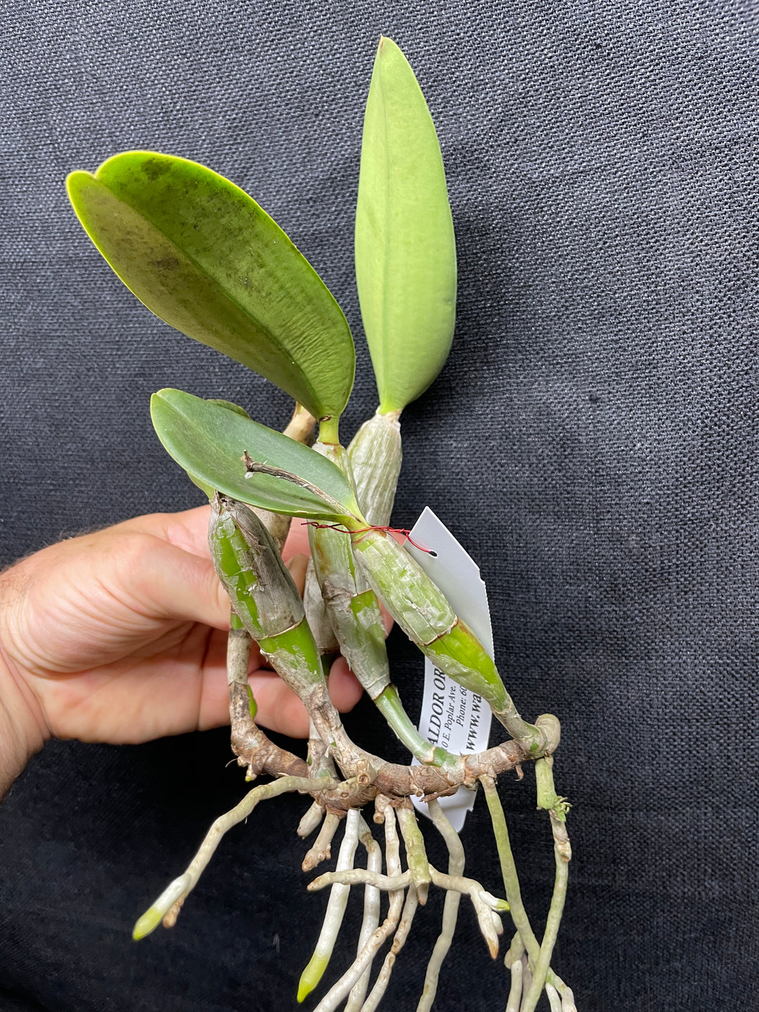 C. walkeriana `Jonny Angel AM/AOS Div 