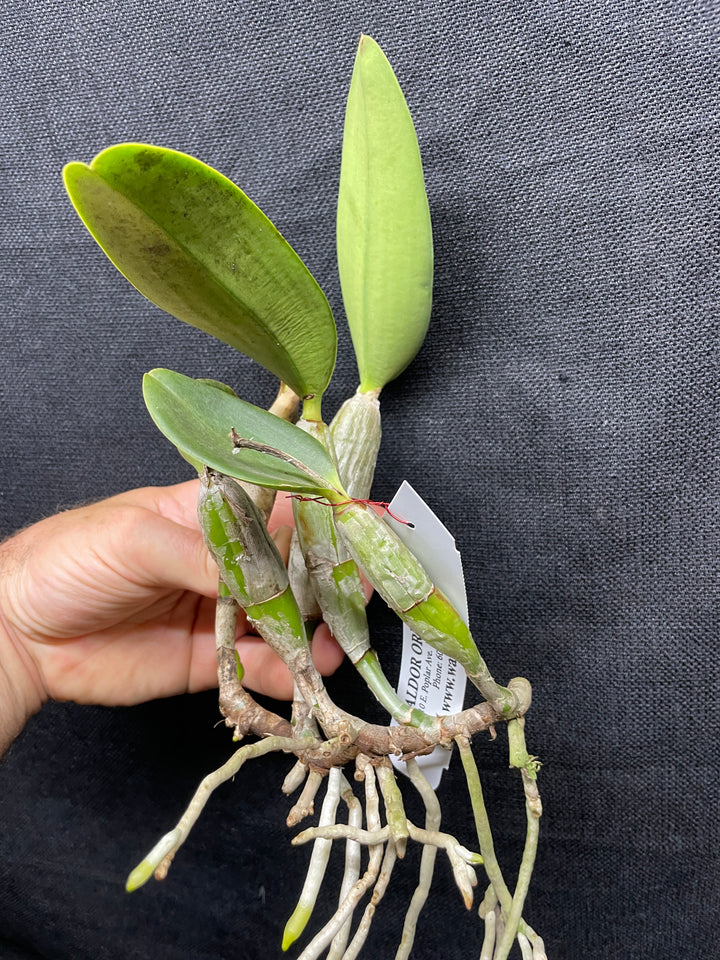 C. walkeriana `Jonny Angel AM/AOS Div 