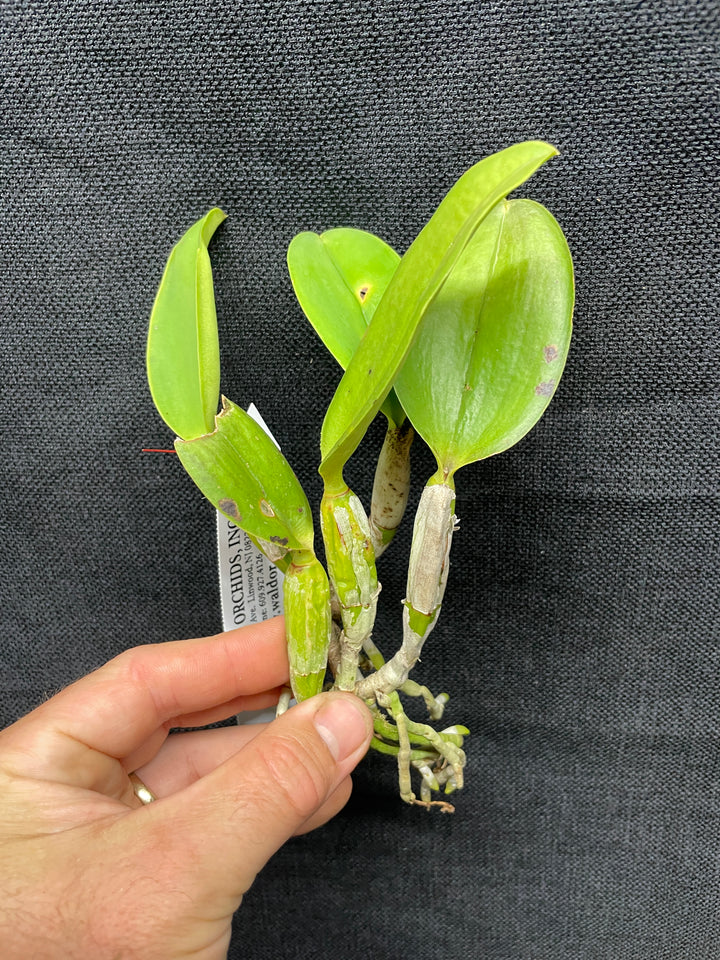 C. walkeriana `Debbie&