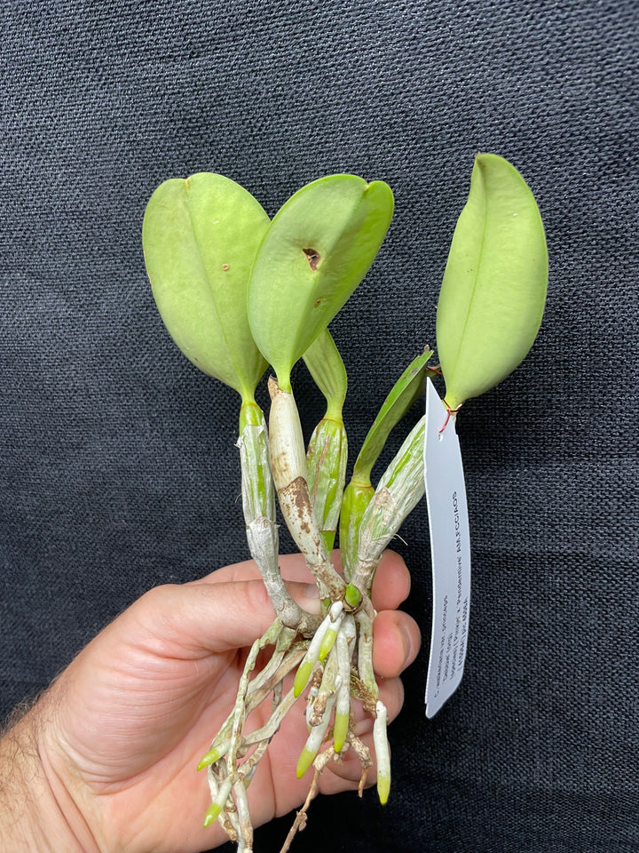 C. walkeriana `Debbie&