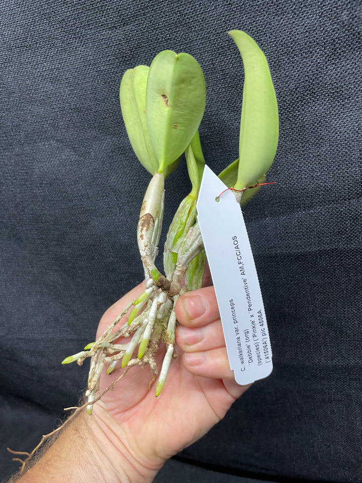 C. walkeriana `Debbie&