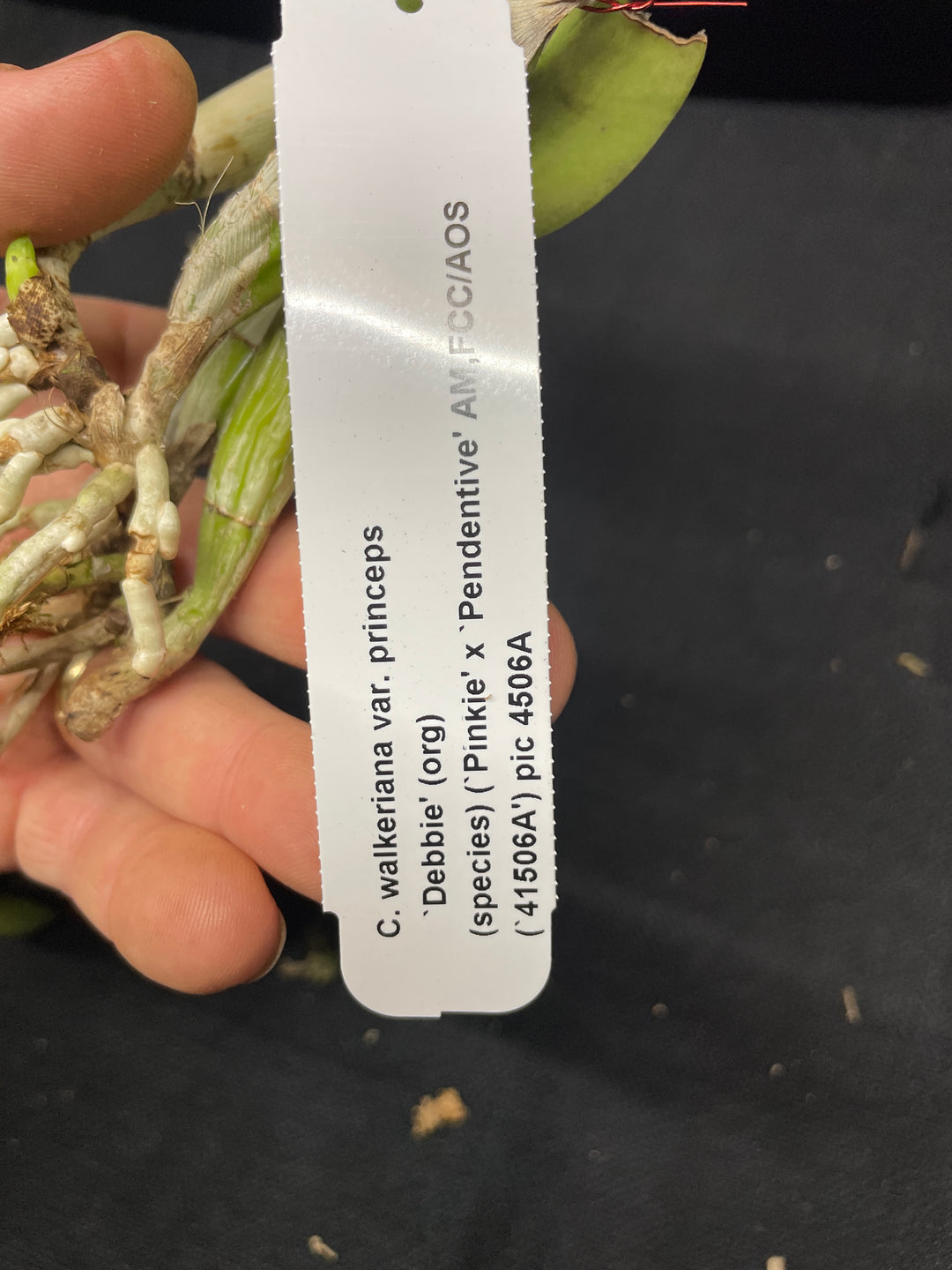 C. walkeriana `Debbie&